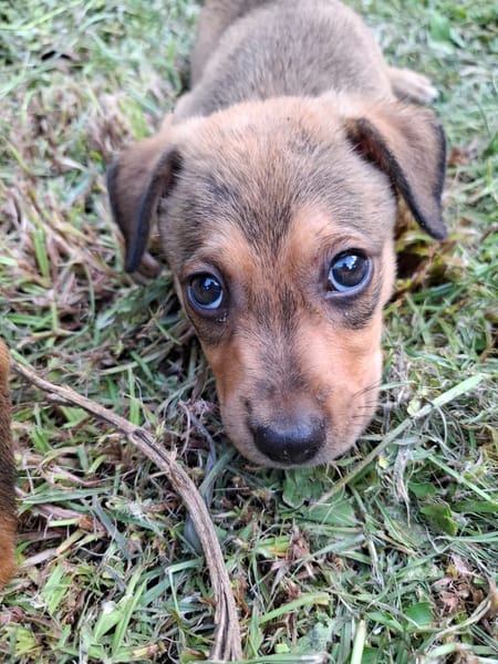 CASH, chiot mâle Berger Créole