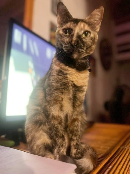 SPHINXY, chat femelle européen