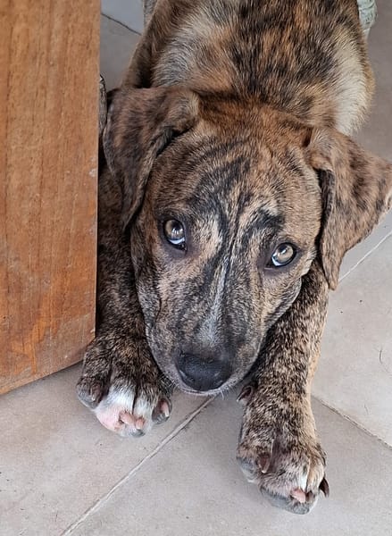 IKO, chiot mâle Berger Créole