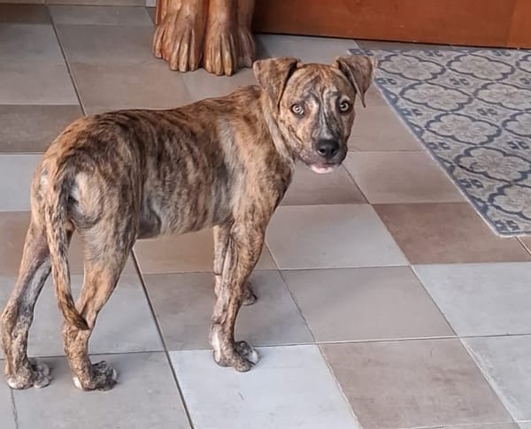 IKO, chiot mâle Berger Créole