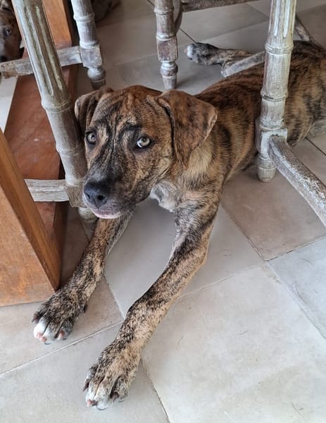 IKO, chiot mâle Berger Créole