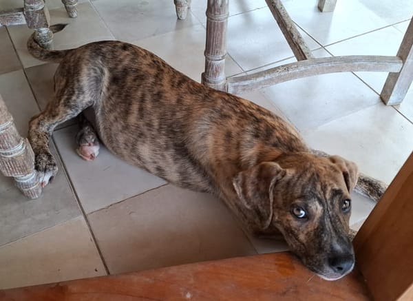 IKO, chiot mâle Berger Créole