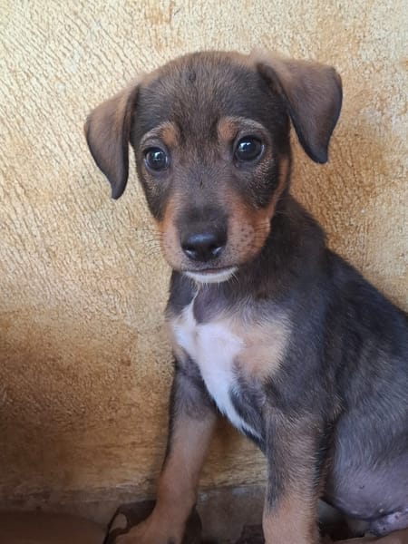 TANGO, chiot mâle Berger Créole