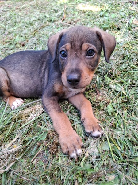TANGO, chiot mâle Berger Créole