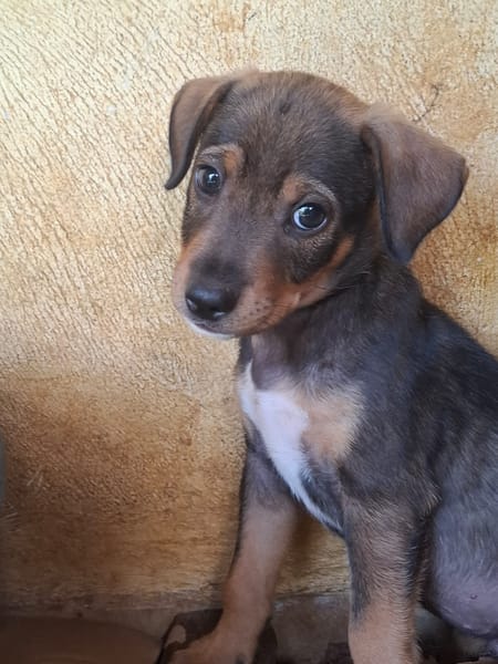 TANGO, chiot mâle Berger Créole