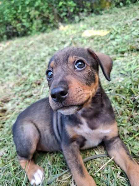 TANGO, chiot mâle Berger Créole