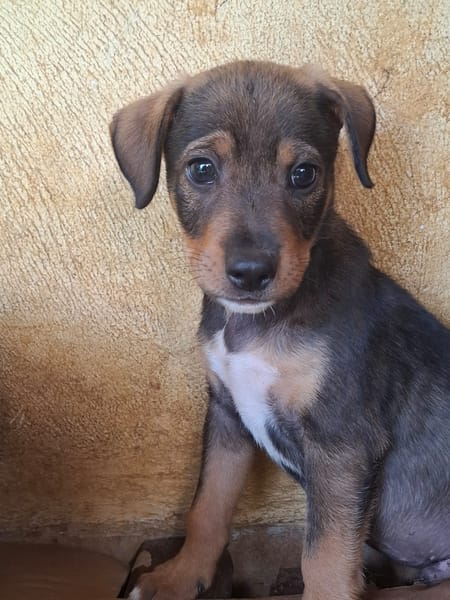 TANGO, chiot mâle Berger Créole