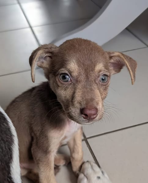 DOBBY, chiot mâle Berger Créole