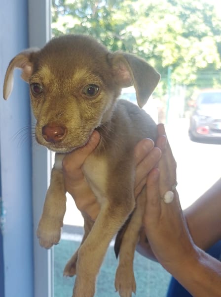 DOBBY, chiot mâle Berger Créole