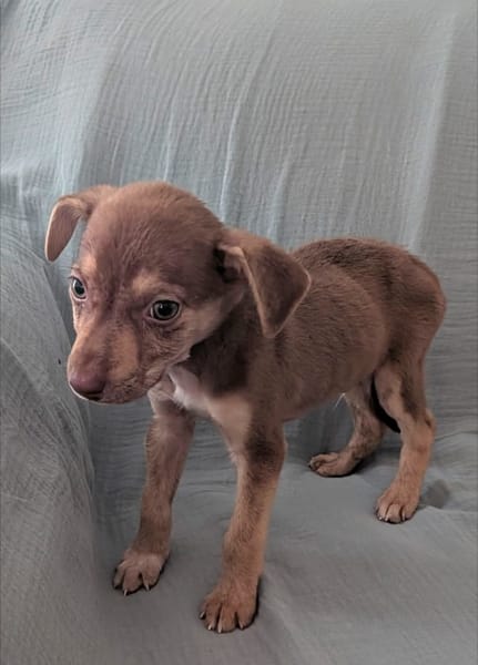 DOBBY, chiot mâle Berger Créole