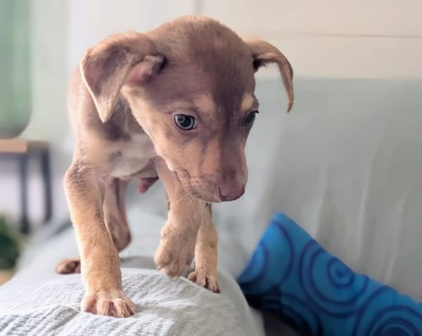 DOBBY, chiot mâle Berger Créole