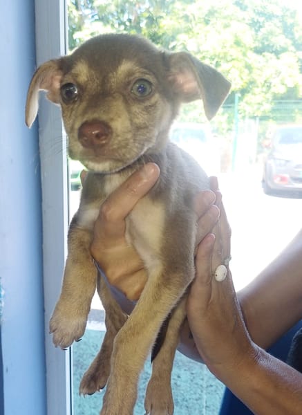 DOBBY, chiot mâle Berger Créole