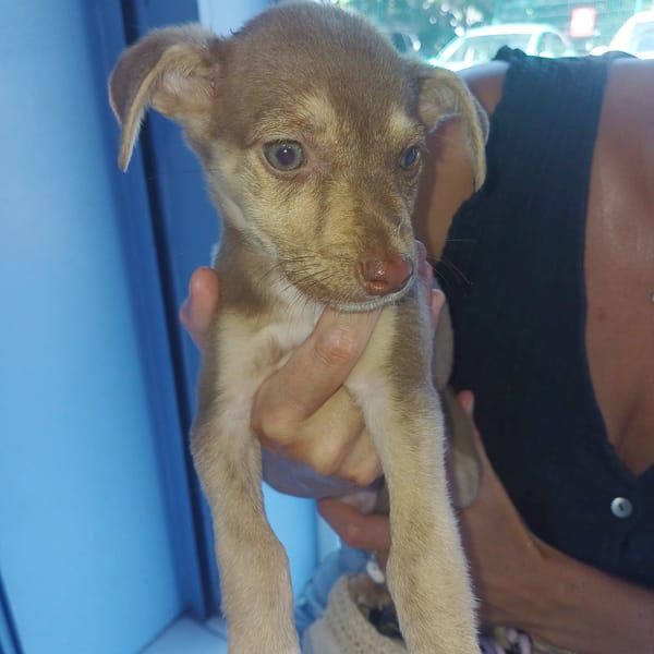 DOBBY, chiot mâle Berger Créole