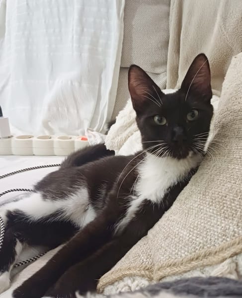 HUGGY-WUGGY, chaton mâle type européen