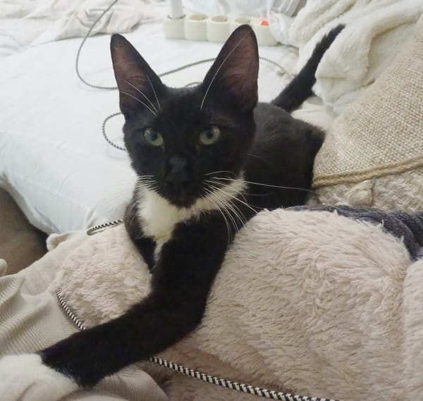 HUGGY-WUGGY, chaton mâle type européen