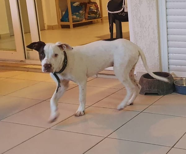Neo, mâle croisé berger, né le 01/01/2025 🐶