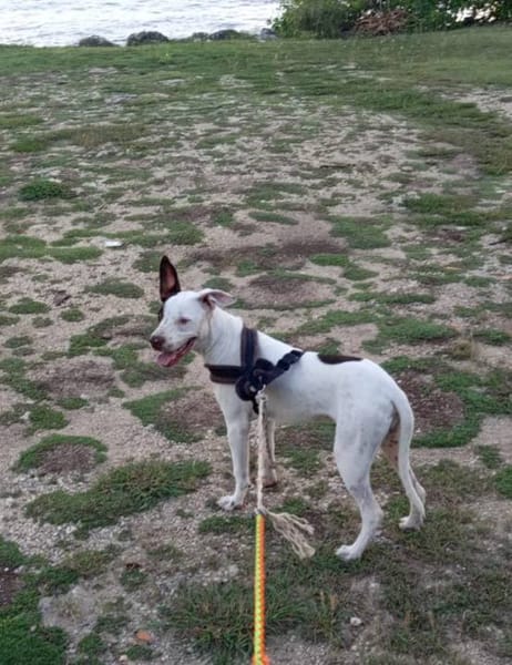 Neo, mâle croisé berger, né le 01/01/2025 🐶