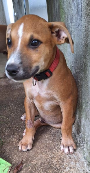 Spooky, mâle croisé berger, né le 18/06/2025 🐶