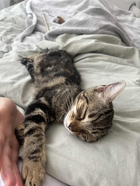 Freja
