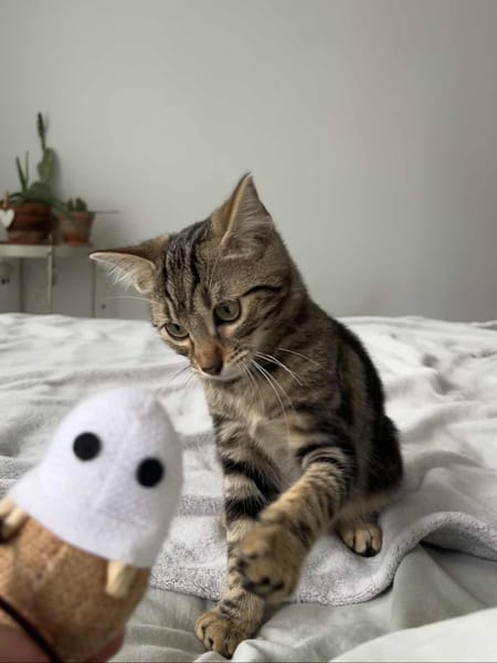 Freja