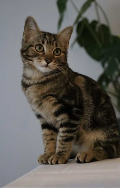 Freja