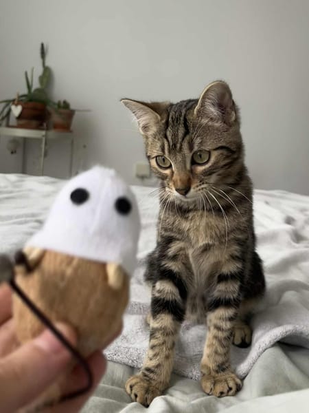 Freja