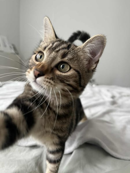 Freja