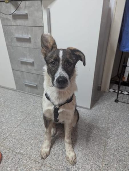 Xami💖 Kuscheliges Körbchen  gesucht
