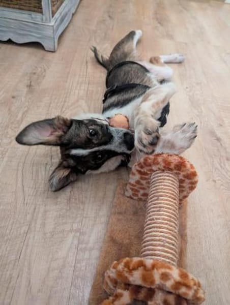 Xami💖 Kuscheliges Körbchen  gesucht
