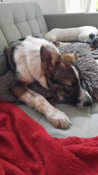Xami💖 Kuscheliges Körbchen  gesucht