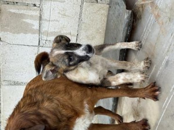 Xami💖 Kuscheliges Körbchen  gesucht