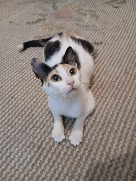 tapfere Katzenmama sucht ihr Glück