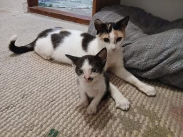 tapfere Katzenmama sucht ihr Glück