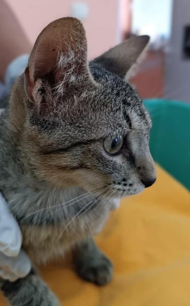 Kater Akari sucht sein Zuhause