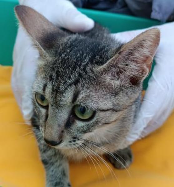 Kater Akari sucht sein Zuhause
