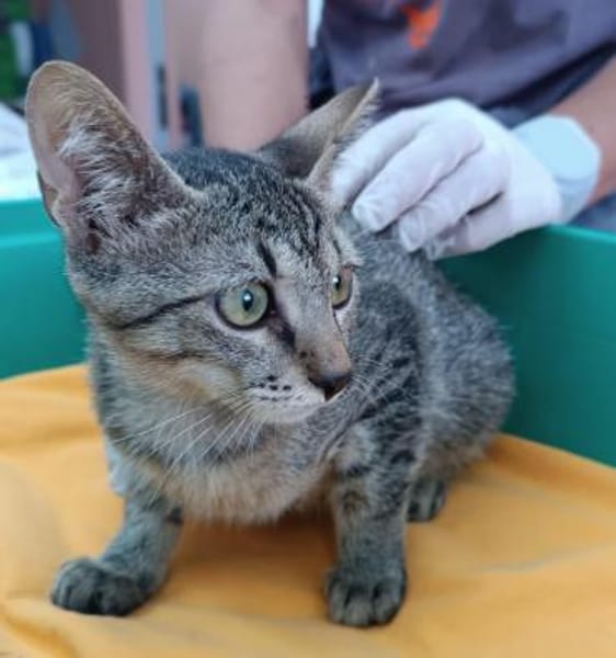 Kater Akari sucht sein Zuhause