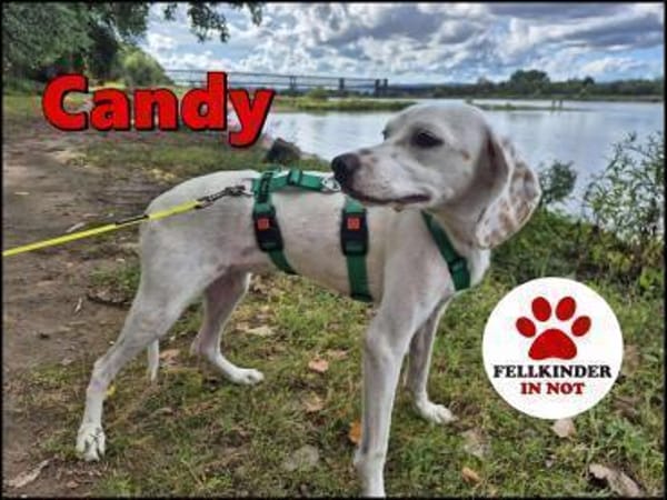 süße Bracke Candy sucht ihre Familie