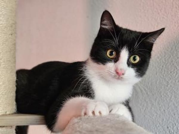 CLYDE - geb. ca. 15.07.2025