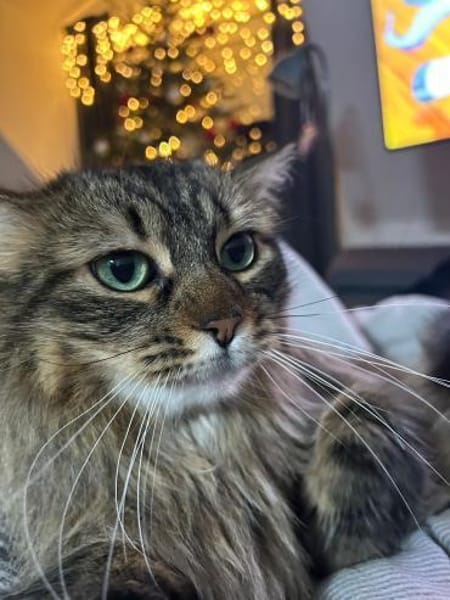 Freigänger Kater Tiger sucht Zukunft