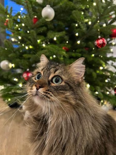 Freigänger Kater Tiger sucht Zukunft