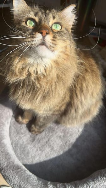 Freigänger Kater Tiger sucht Zukunft