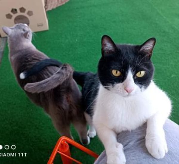 Leo & Vito suchen ihre Menschen