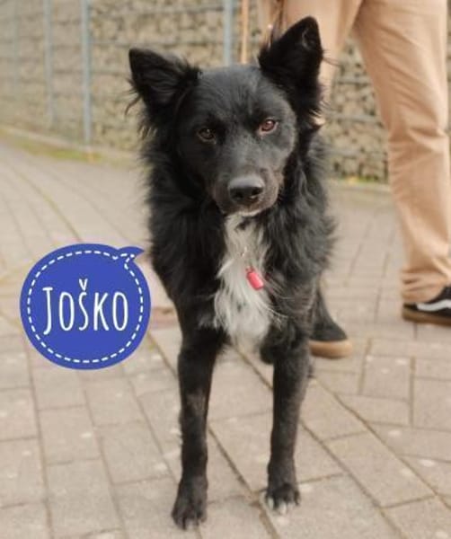 Traumhund Joko wartet in 58135 Hagen