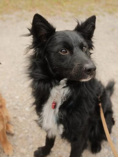 Traumhund Joko wartet in 58135 Hagen