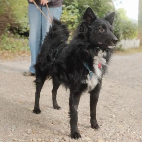 Traumhund Joko wartet in 58135 Hagen