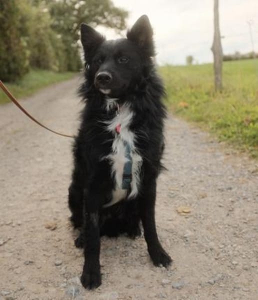 Traumhund Joko wartet in 58135 Hagen