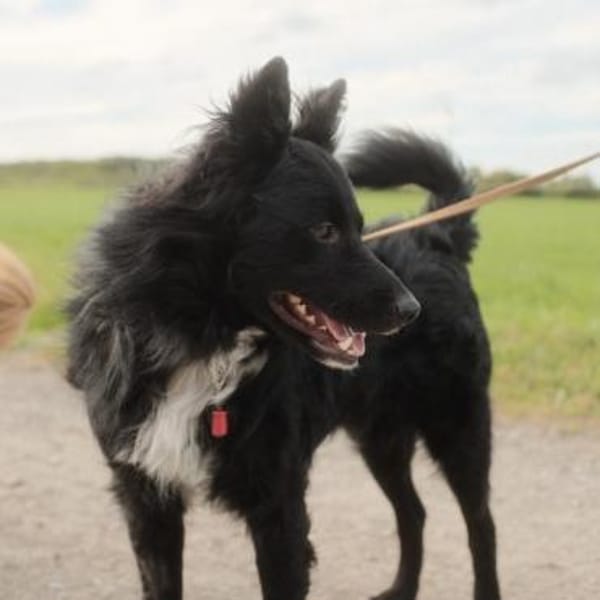 Traumhund Joko wartet in 58135 Hagen