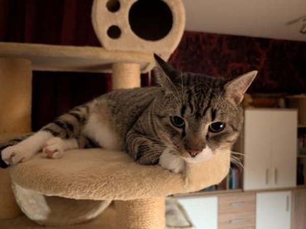 Nils sucht ein liebevolles Zuhause