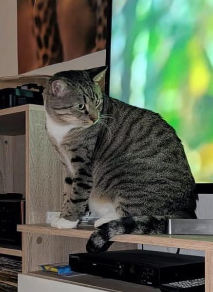 Nils sucht ein liebevolles Zuhause