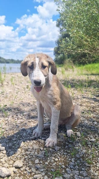 💕Hana💕 sucht ein schönes Zuhause
